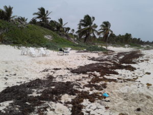 seaweed and garbage at the beach of El Ultimo Maya