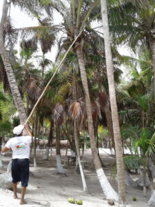a waiter from El Ultimo Maya harvesting a coconut with a long bamboo stick with a blade at the top