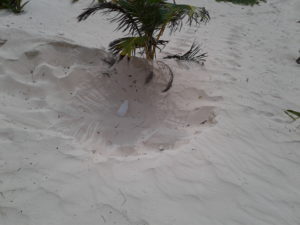 a turtle nest, a dent in the sand with plastic garbage