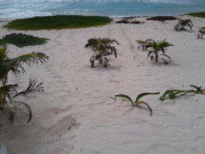 turtle tracks on the beach in the sand between the sea and the nest