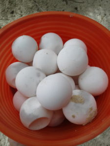 turtle eggs, that look like ping pong balls, in a bowl