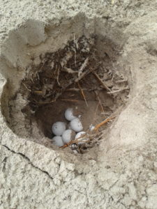 turtle eggs in a man-made hole