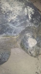 a turtle on the beach that came to lay eggs