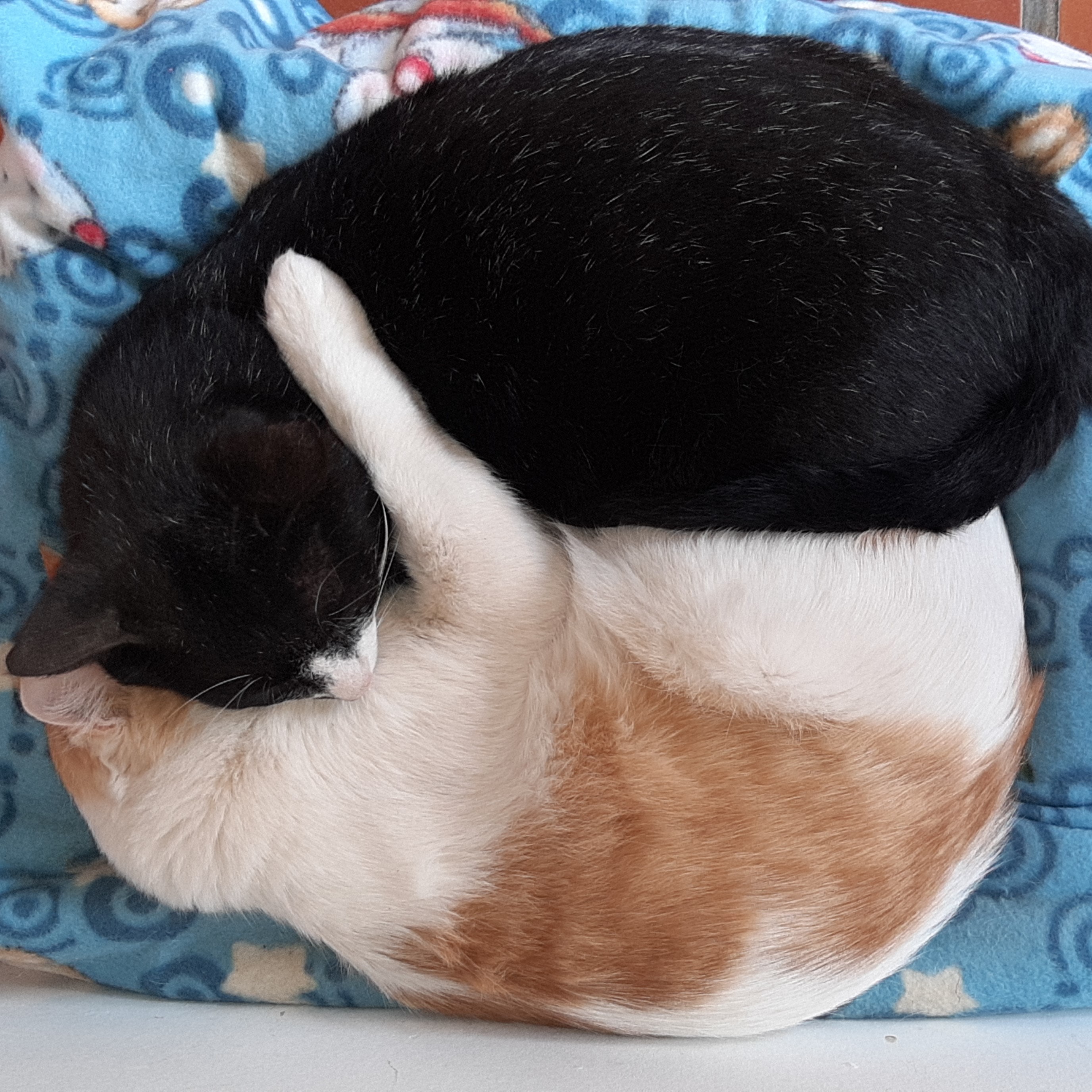Two cats arm in arm on a tiny cat bed.